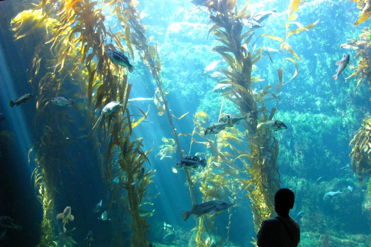 Birch Aquarium - Gallery Image 5